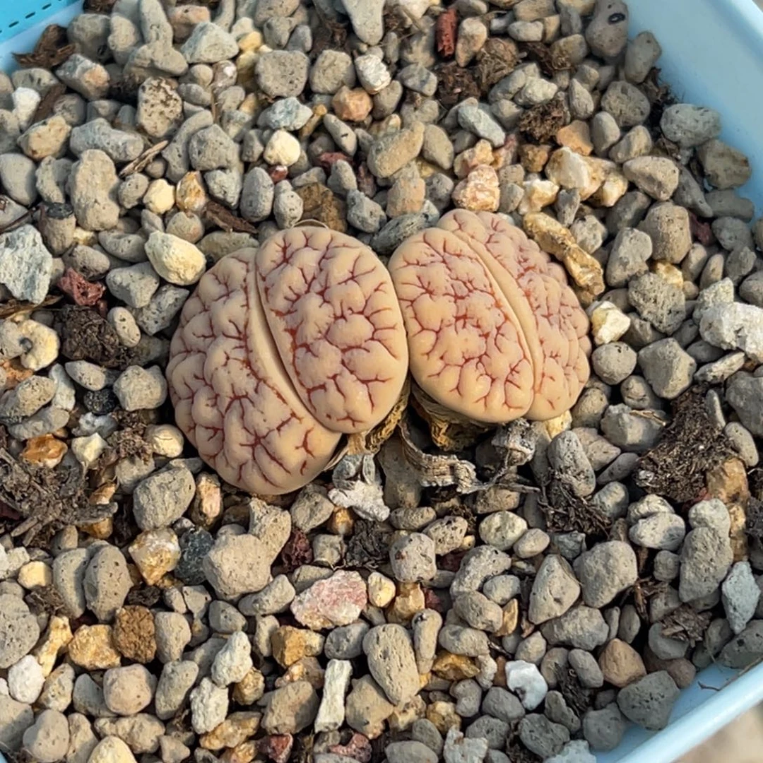 7409双头红纹261一颗