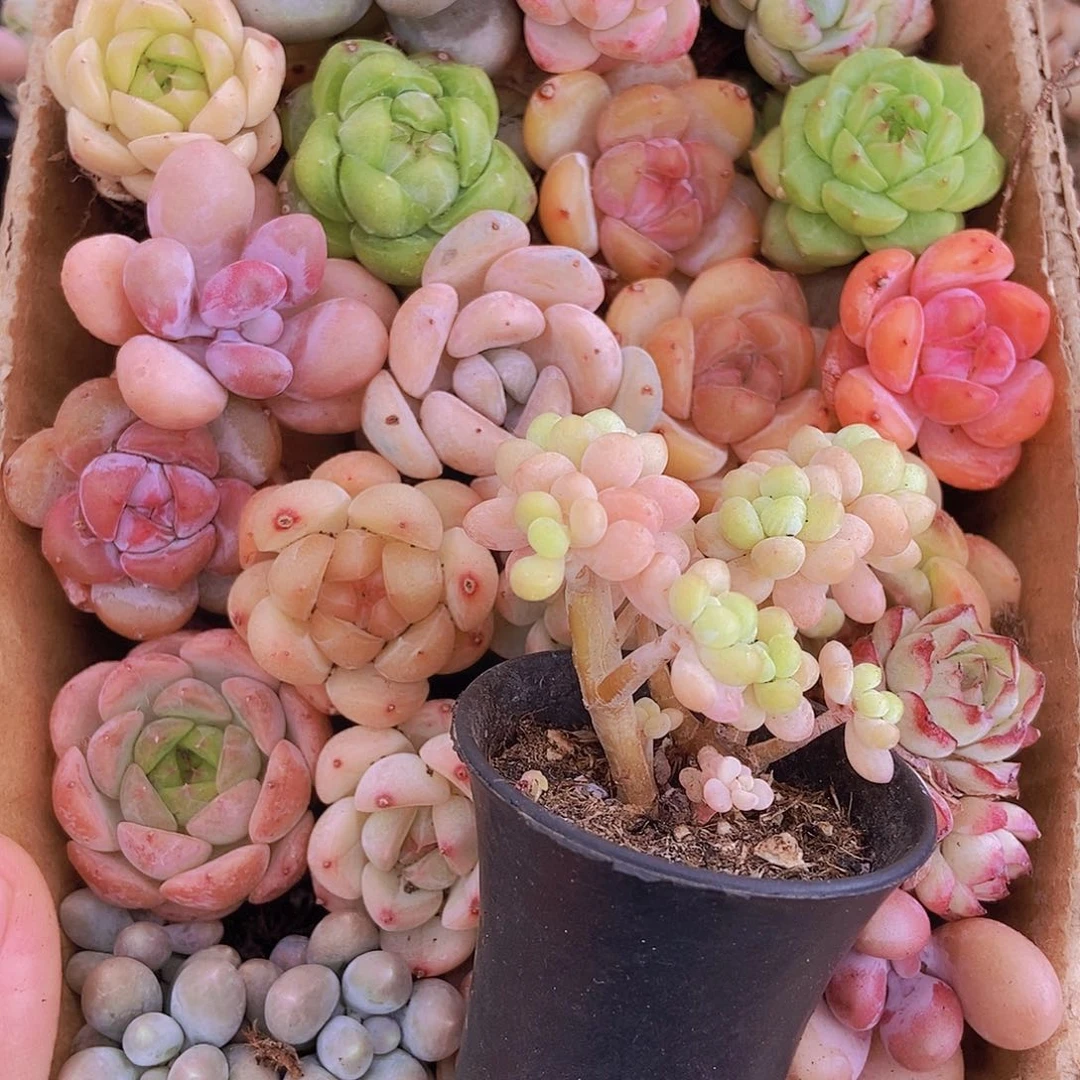 0000000000001量拍保底20颗