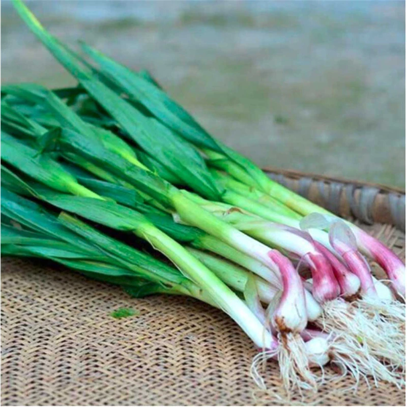 贵州露天红皮蒜苗