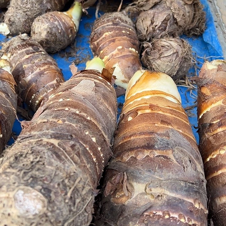 中国大陆山芋头3斤