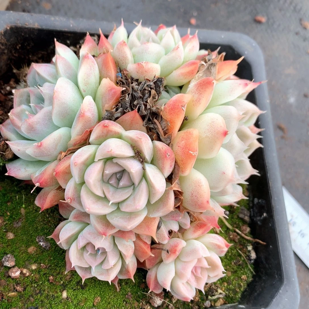 5484杂交多肉植物