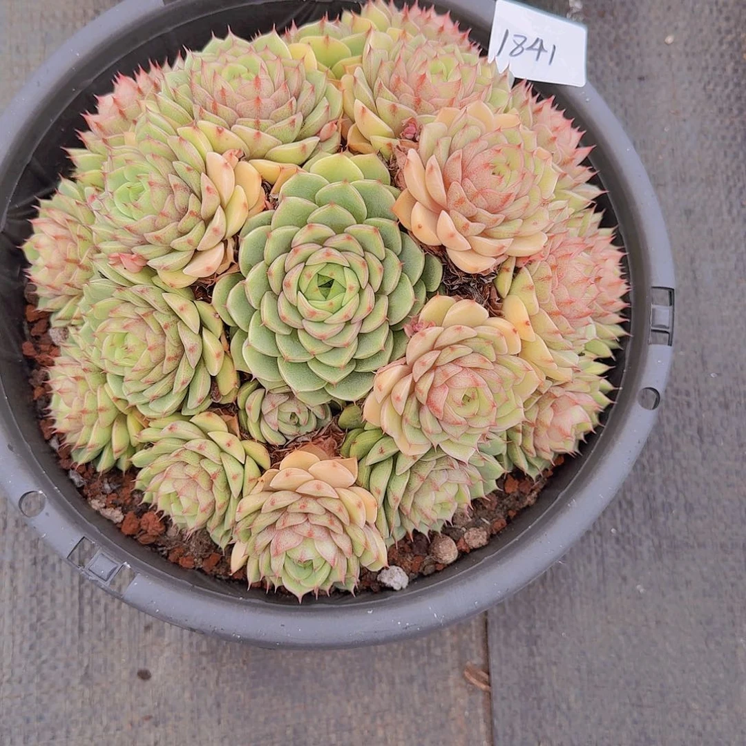 d***g1841本吧多肉植物