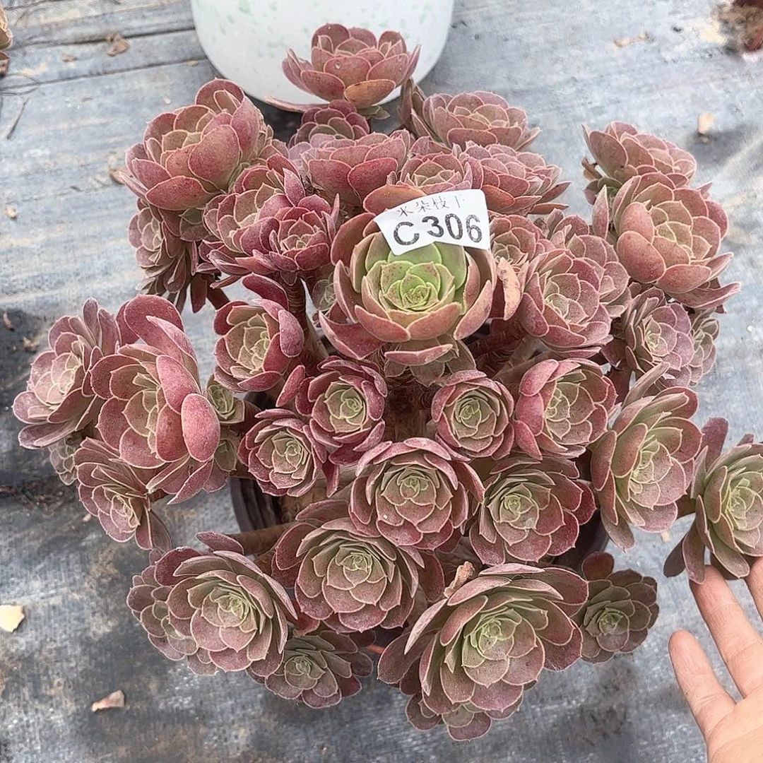 多肉植物306好多肉都