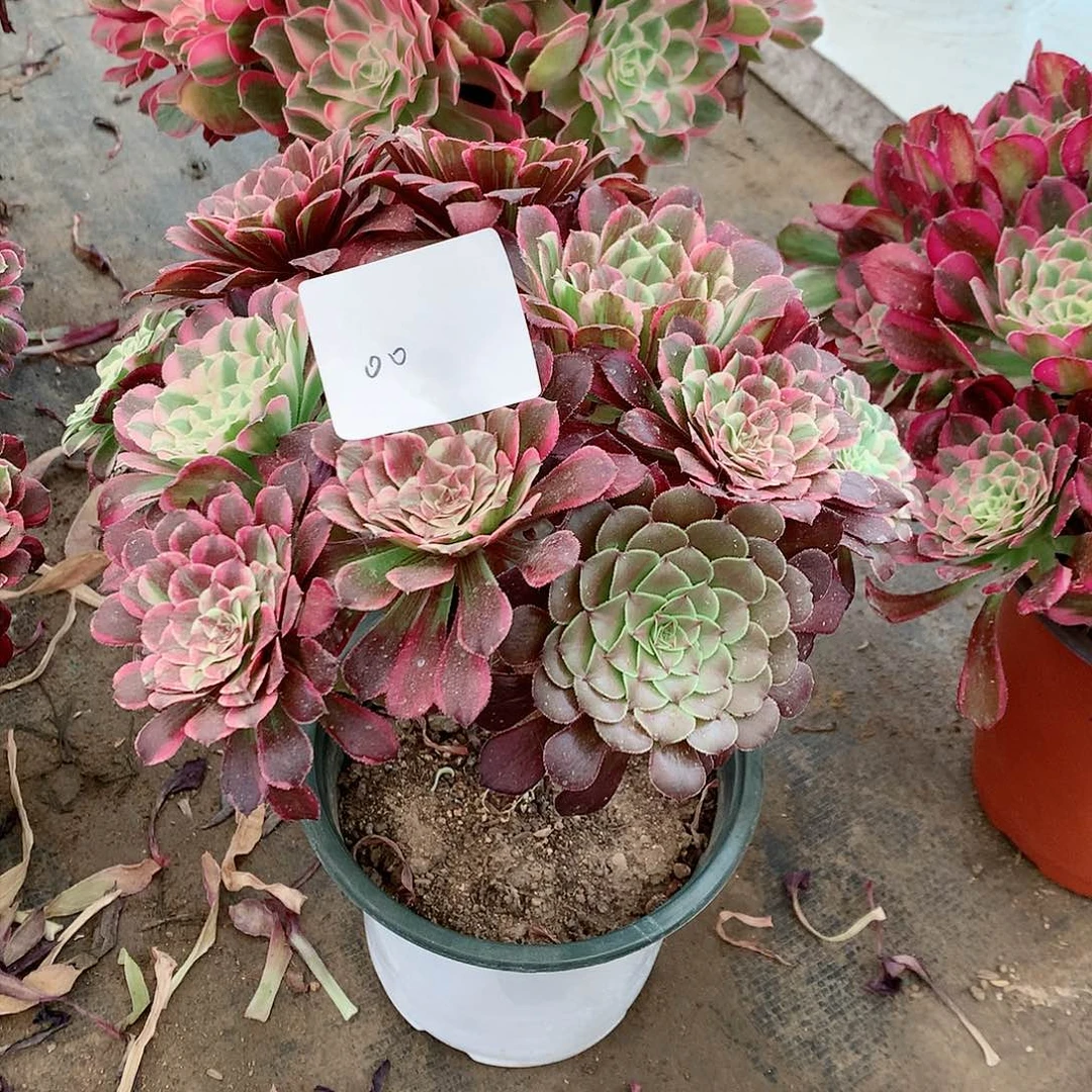 【闪购商品】。*同花顺，多肉