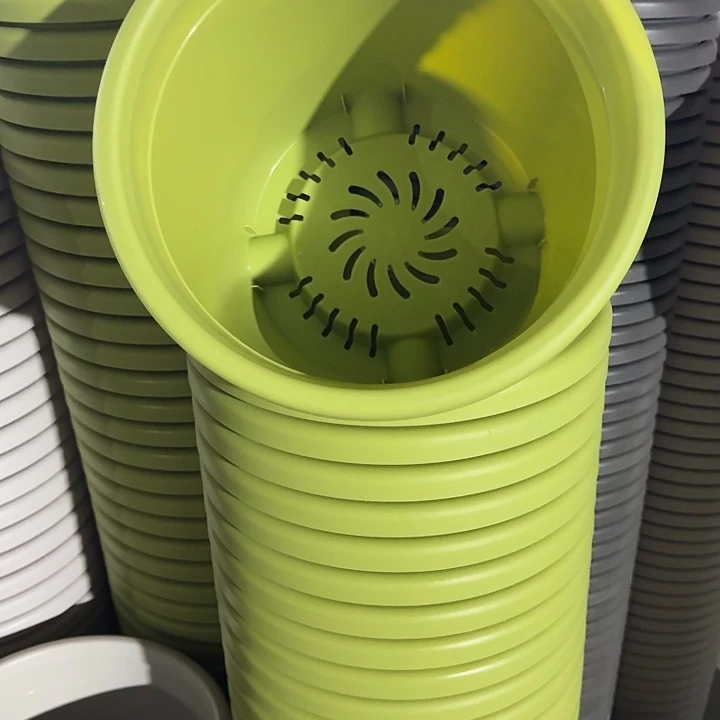 四季5号果绿无托6个特价微瑕