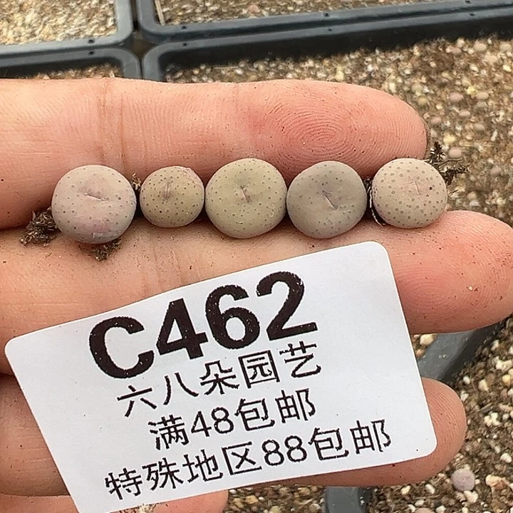宇***峰462号奶油嘴5个多肉植物