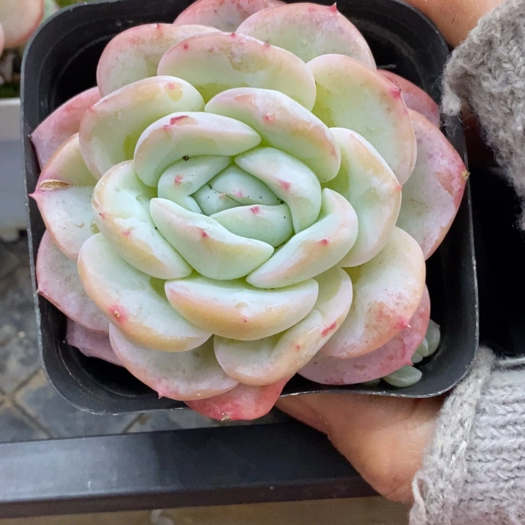 精品多肉一物一拍不包整342