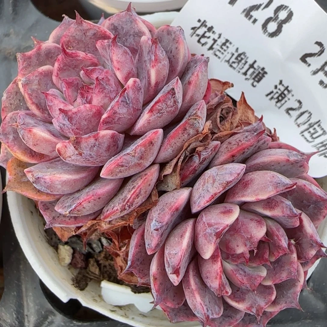 花语逸境0220-128