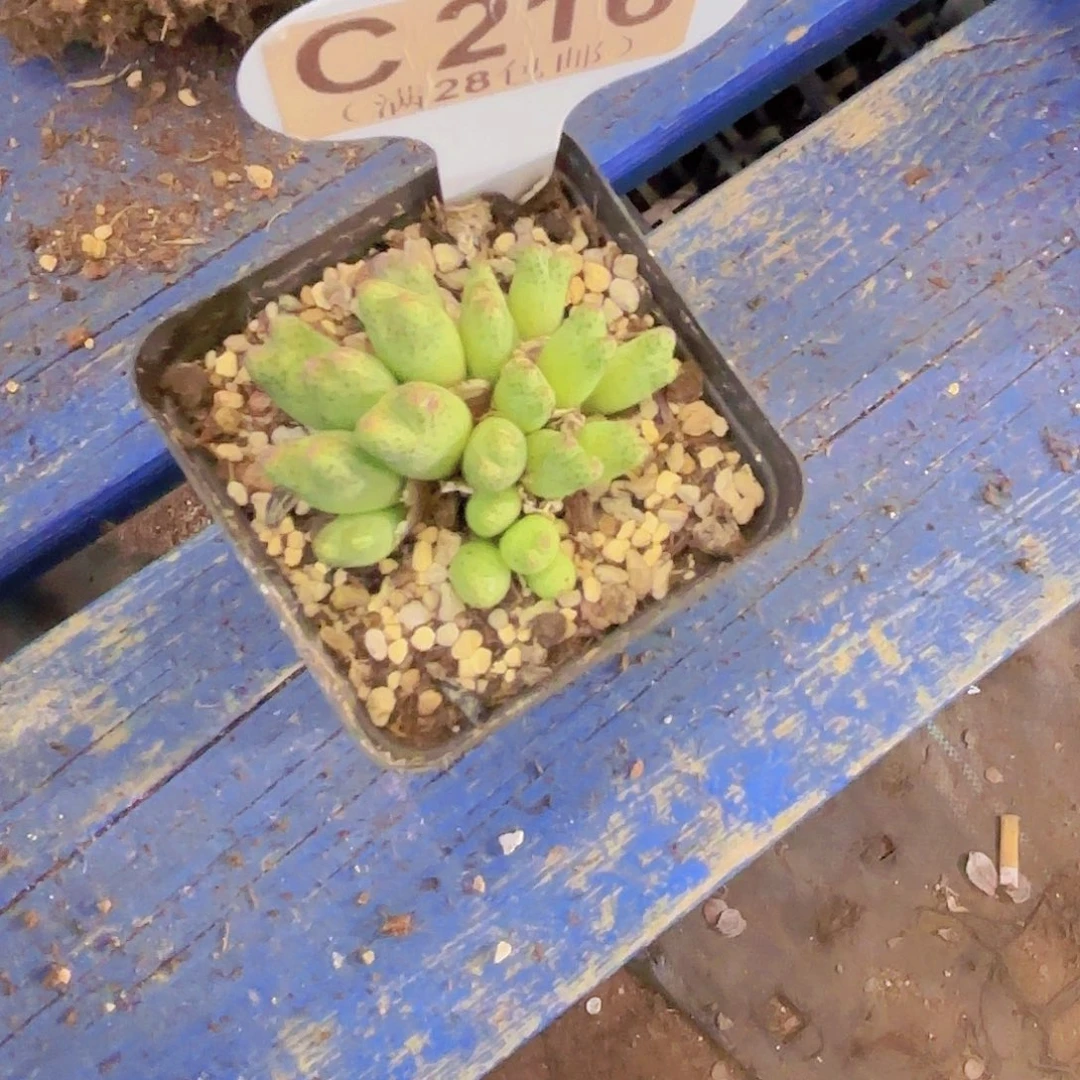 C216龙猫斑马一物一拍