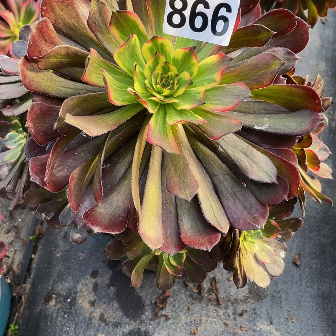 多肉法师866号烟花发货不包损