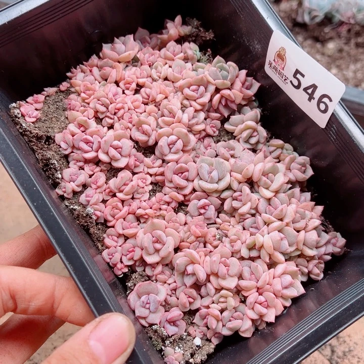 凡***静多肉植物多肉植物