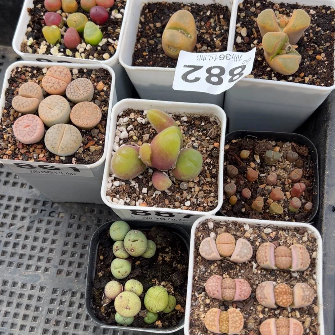 哈****瓜1.14好看的多肉893