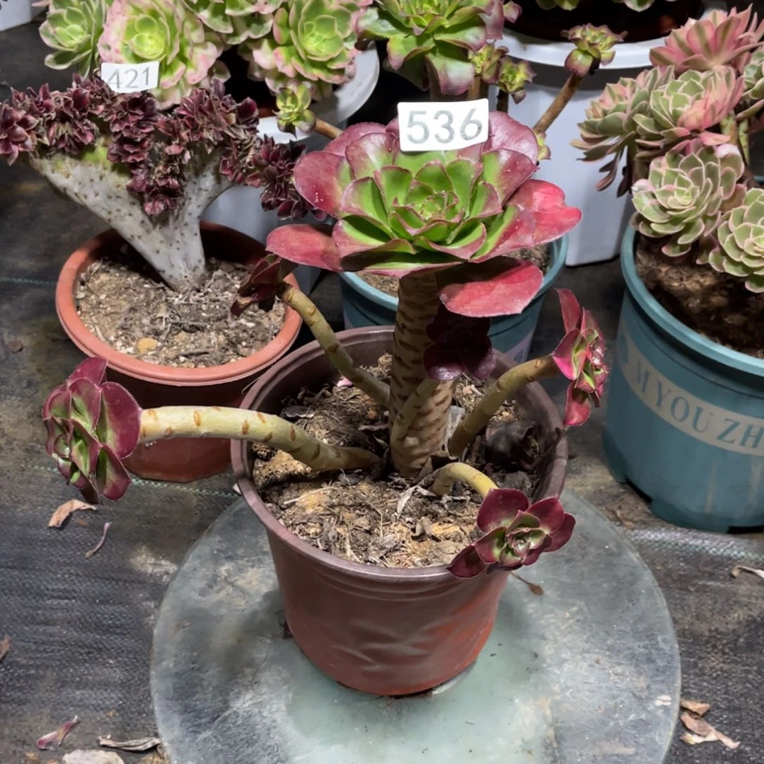 魅影七彩多肉植物