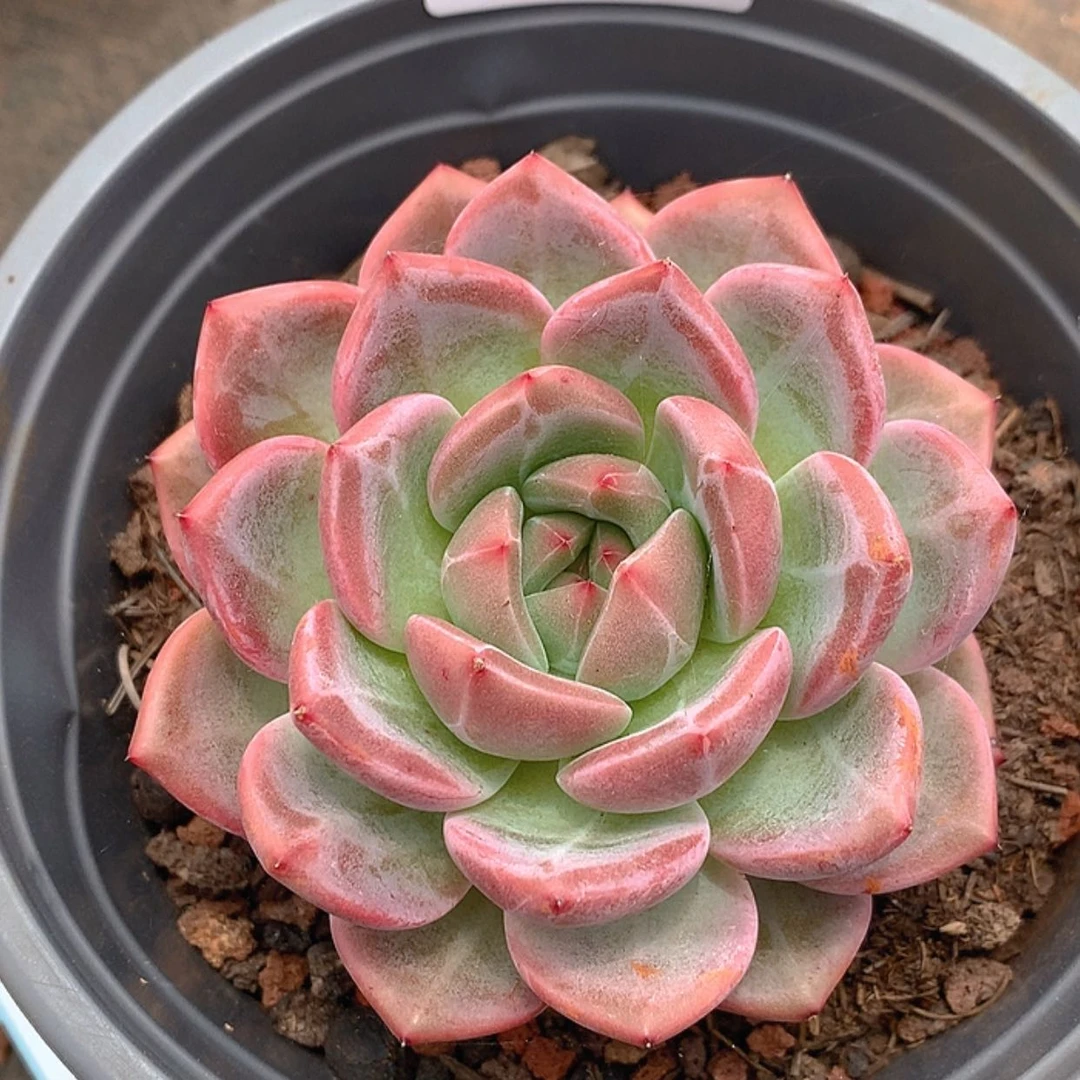 【闪购商品】云02号山茶花9公分