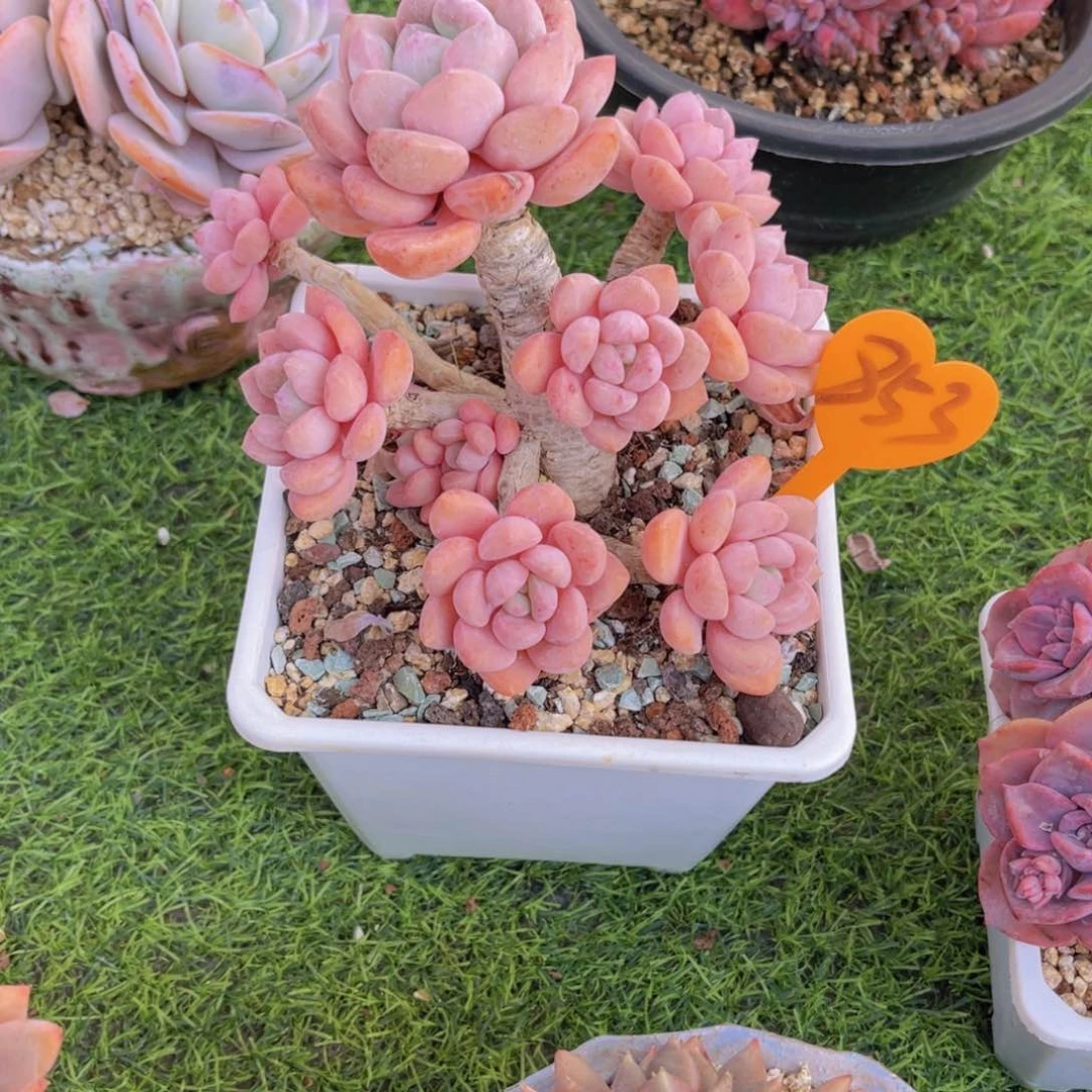 r****i853号多肉植物一物一拍