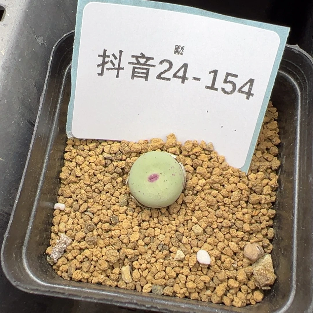24-154m3大型红嘴多肉植物