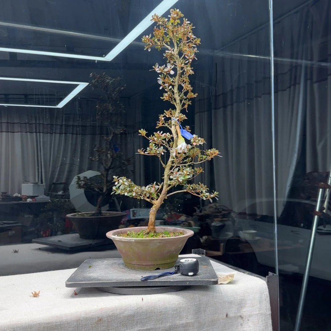 一*花卉苗木6405