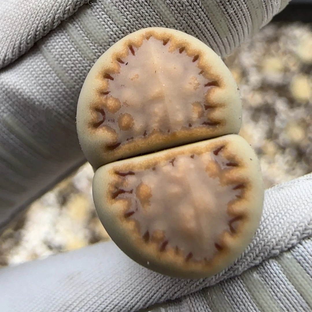 6.28。216。 9065。