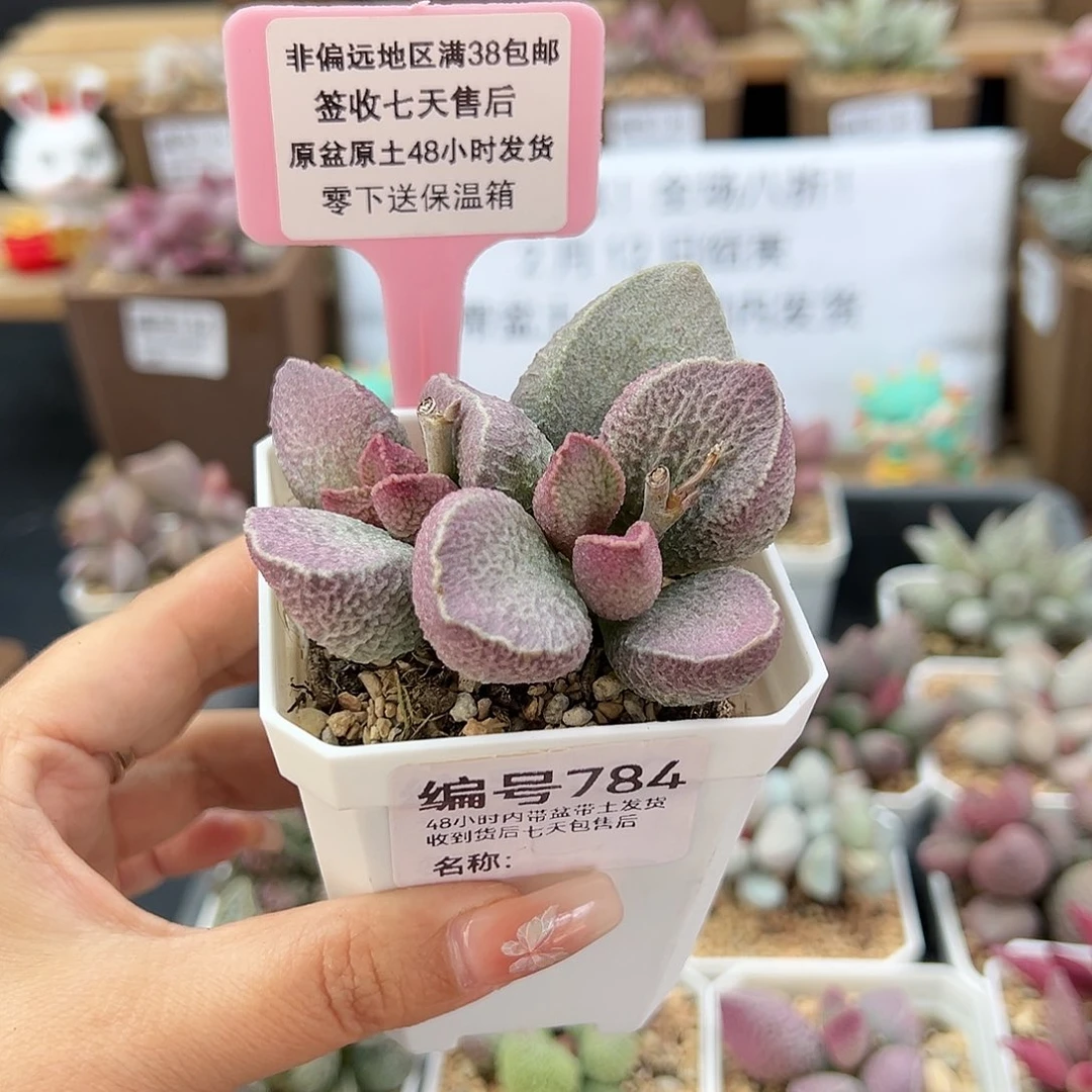 784哈默猪干多肉植物