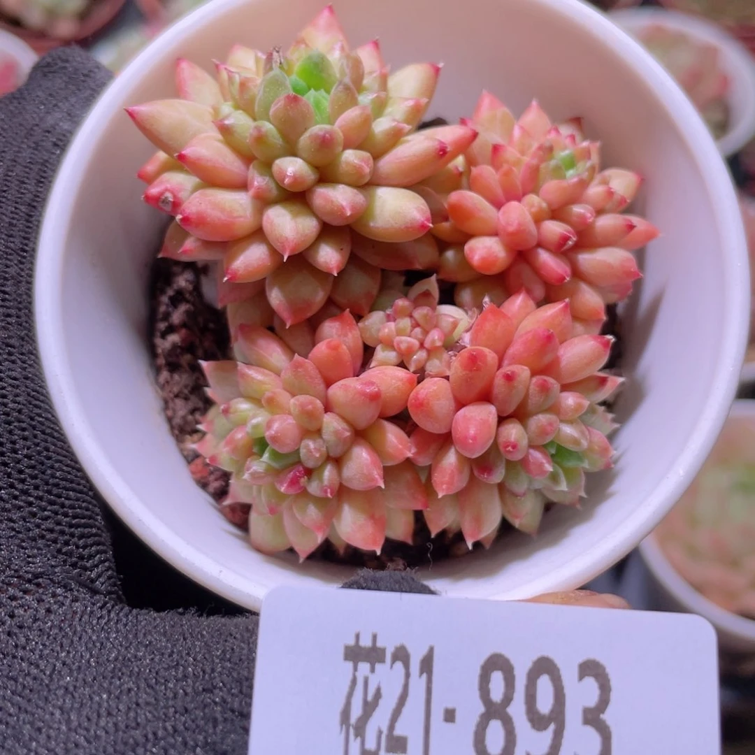 花利美21-893豆滨
