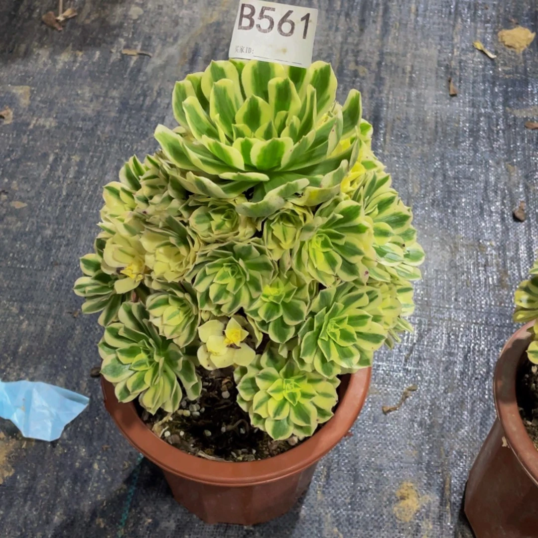 迈巴赫多肉     561