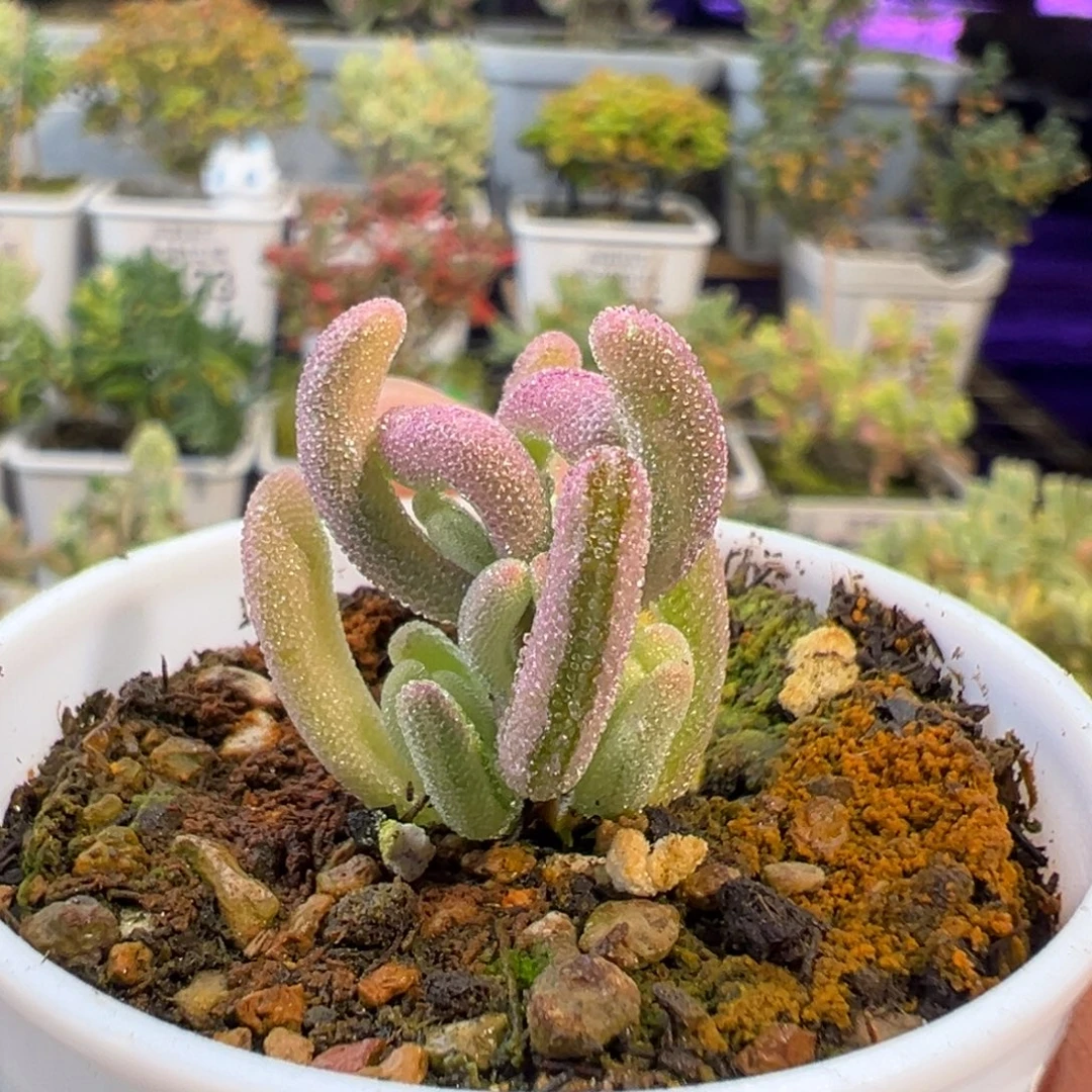 29-737枝干番杏多肉紫闪光拉丝锦五圆盆