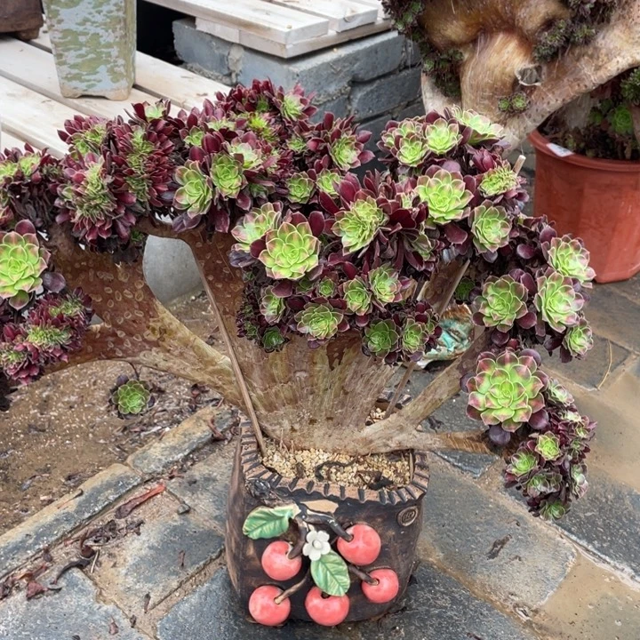 法师老桩缀化花纳