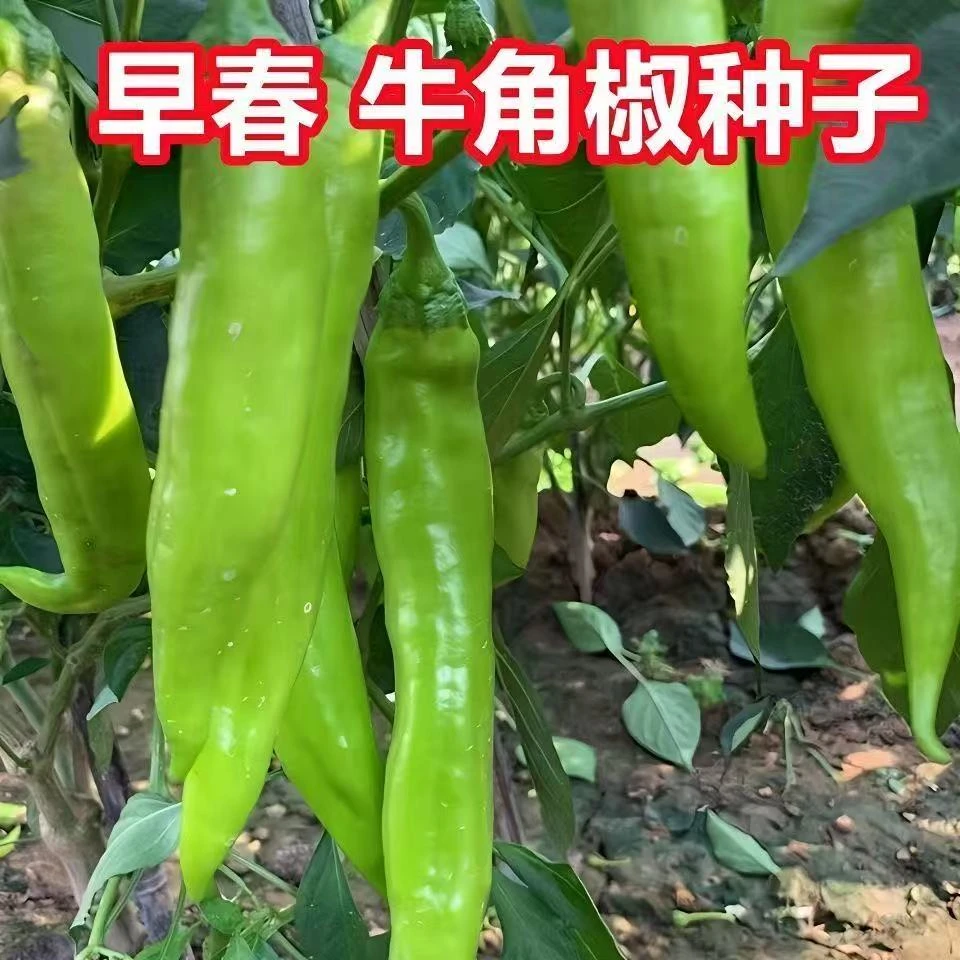 特大牛角椒辣椒种子四季播种阳台花盆庭院种植