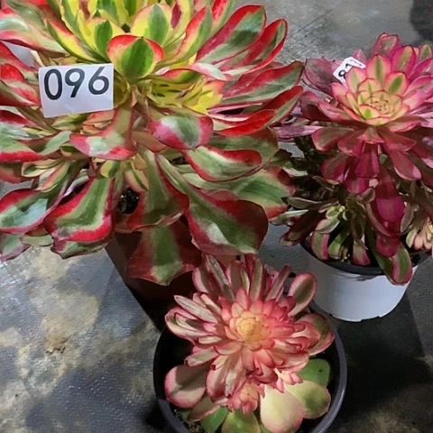 白****甸荔枝白月光爱丽丝096法师多肉