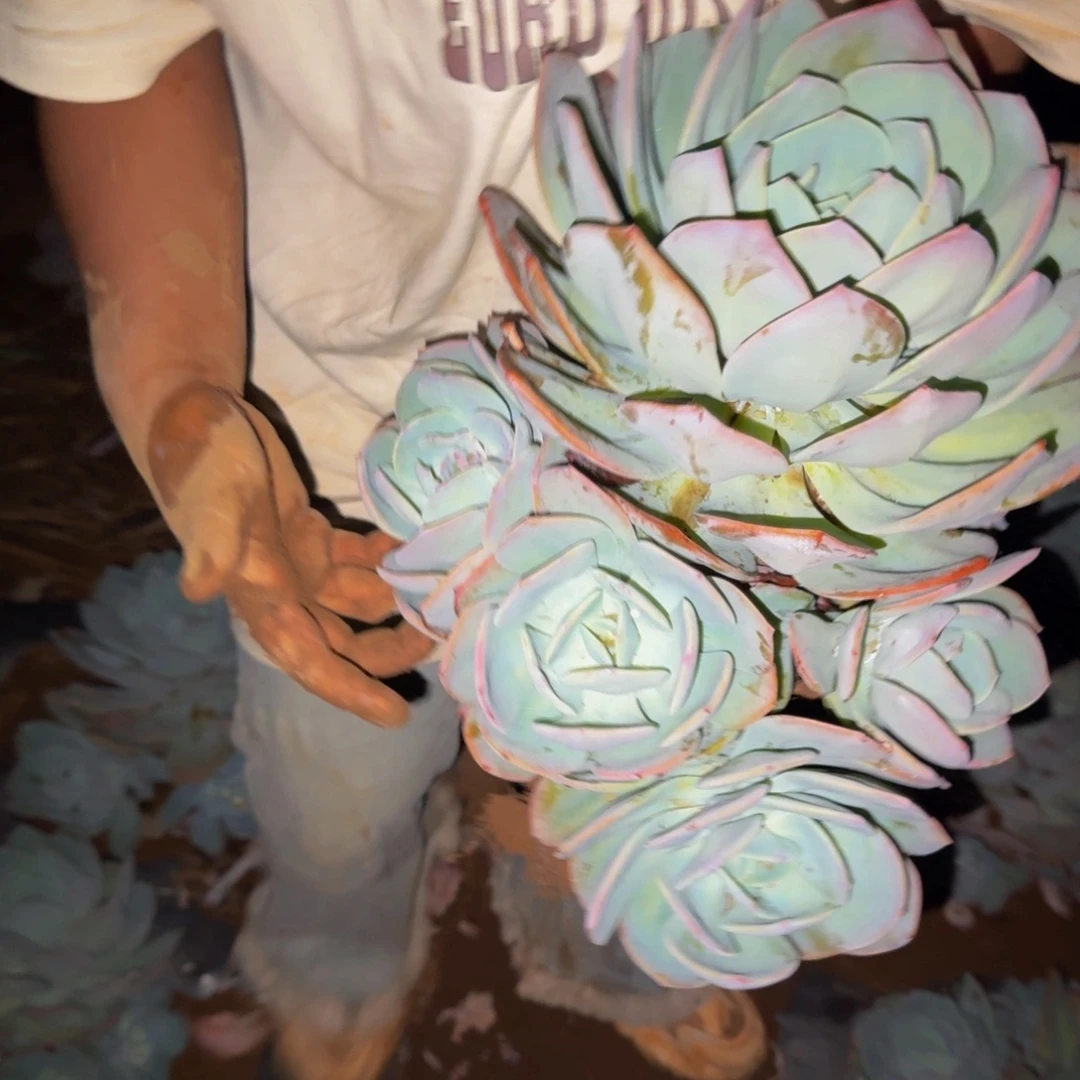 璇***子血凤 一颗 不包损58号