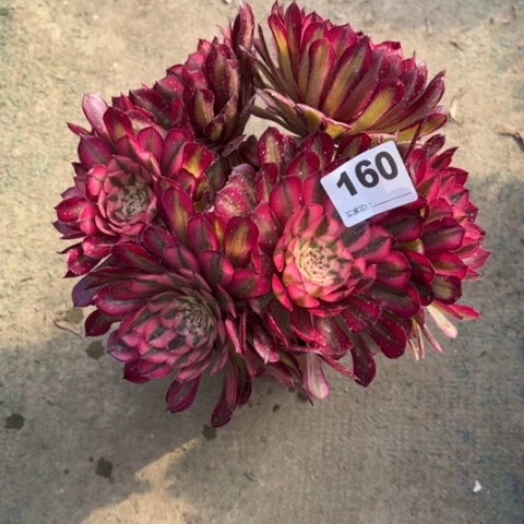 160白月光朵朵多肉，