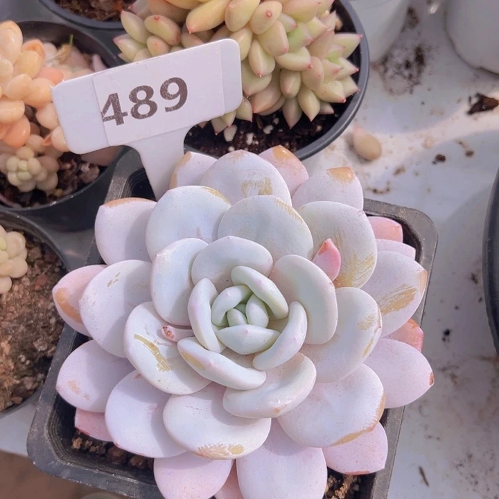 健健康康平平安安