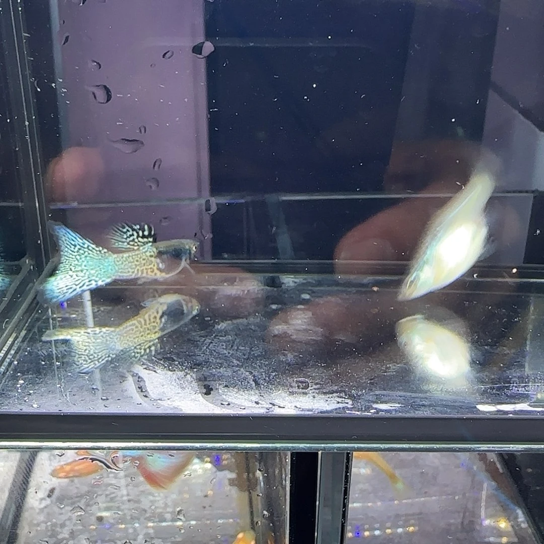 孔雀鱼金属蓝蕾丝一对！！！