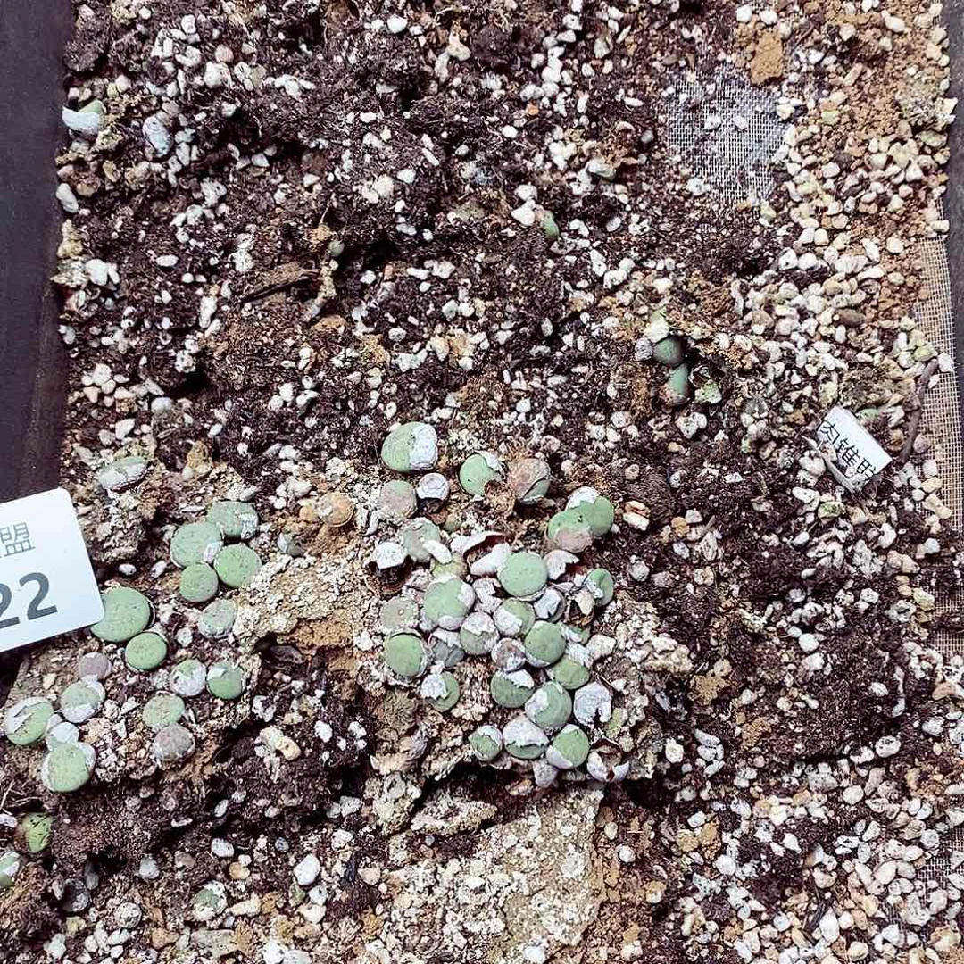 122高哈哈哈哈哈姐姐斤斤计较斤斤计较