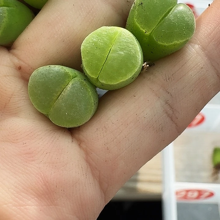无花朵南**༄多肉植物289