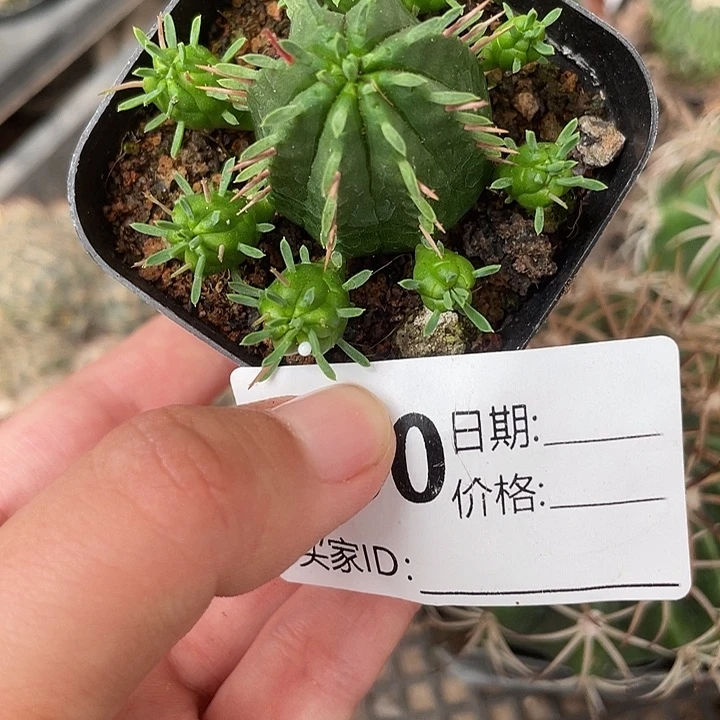 500火麒麟仙人球开花植物