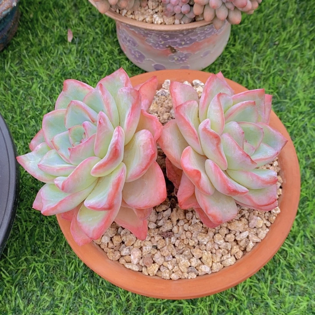 泡芙 一物一拍。