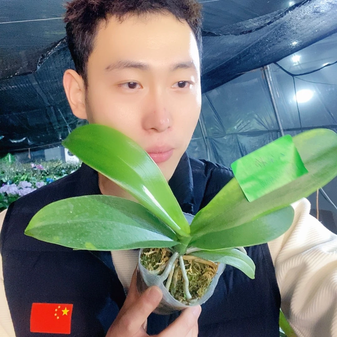 无花朵云朵蝴蝶兰