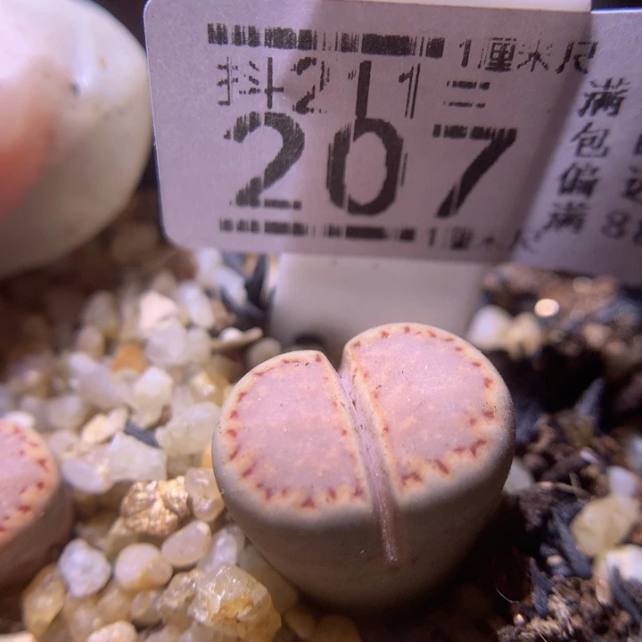 生石花多肉211.207高特
