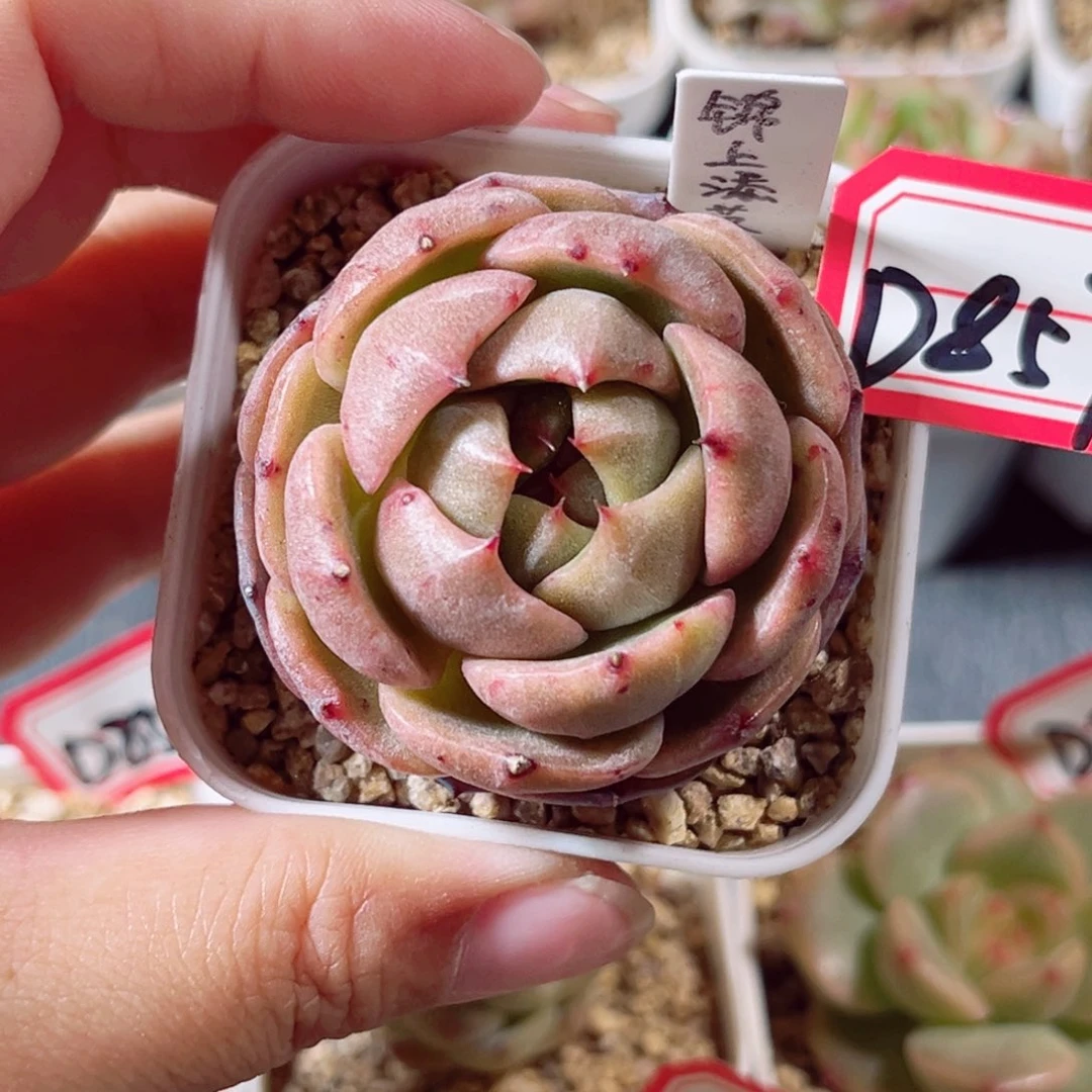 D857 一物一拍 18包邮 锦上添花