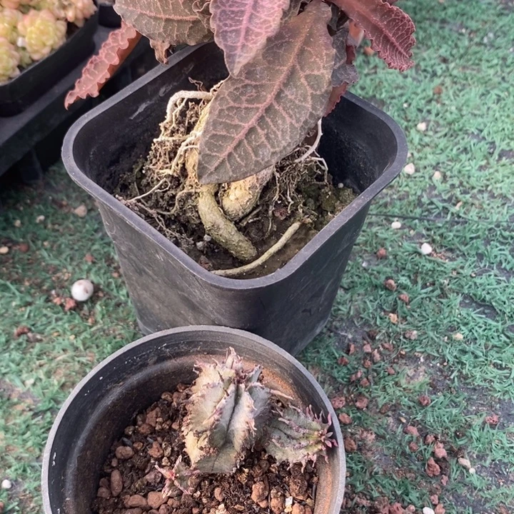 k***魁伟玉➕彩叶麒麟，一物一拍