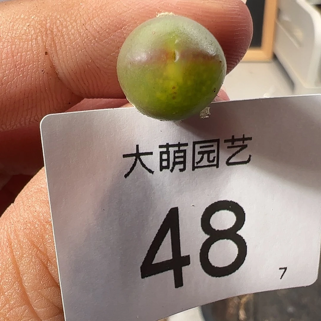 000048 福利无售后……