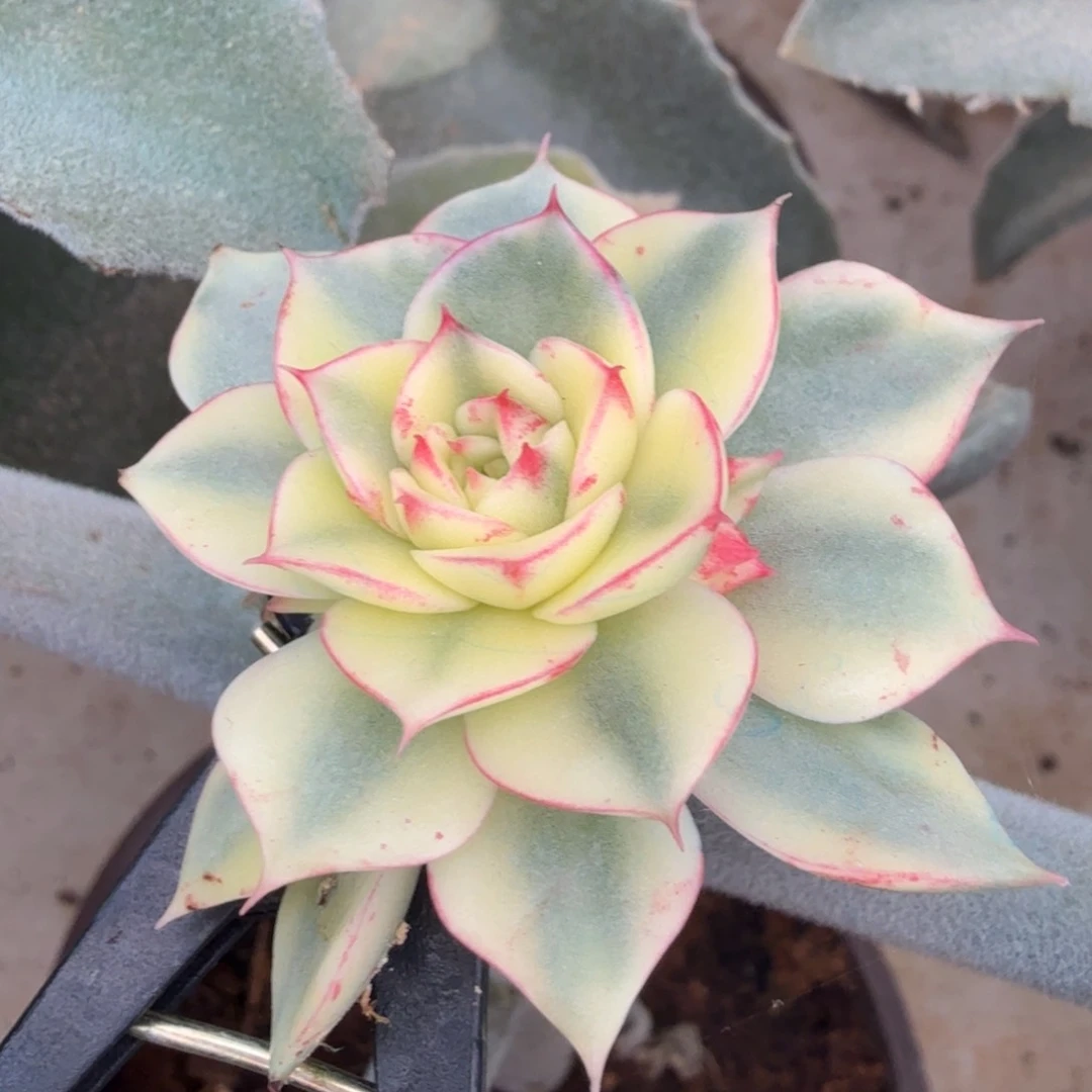 斗牛士锦腹欧你锦福利周五