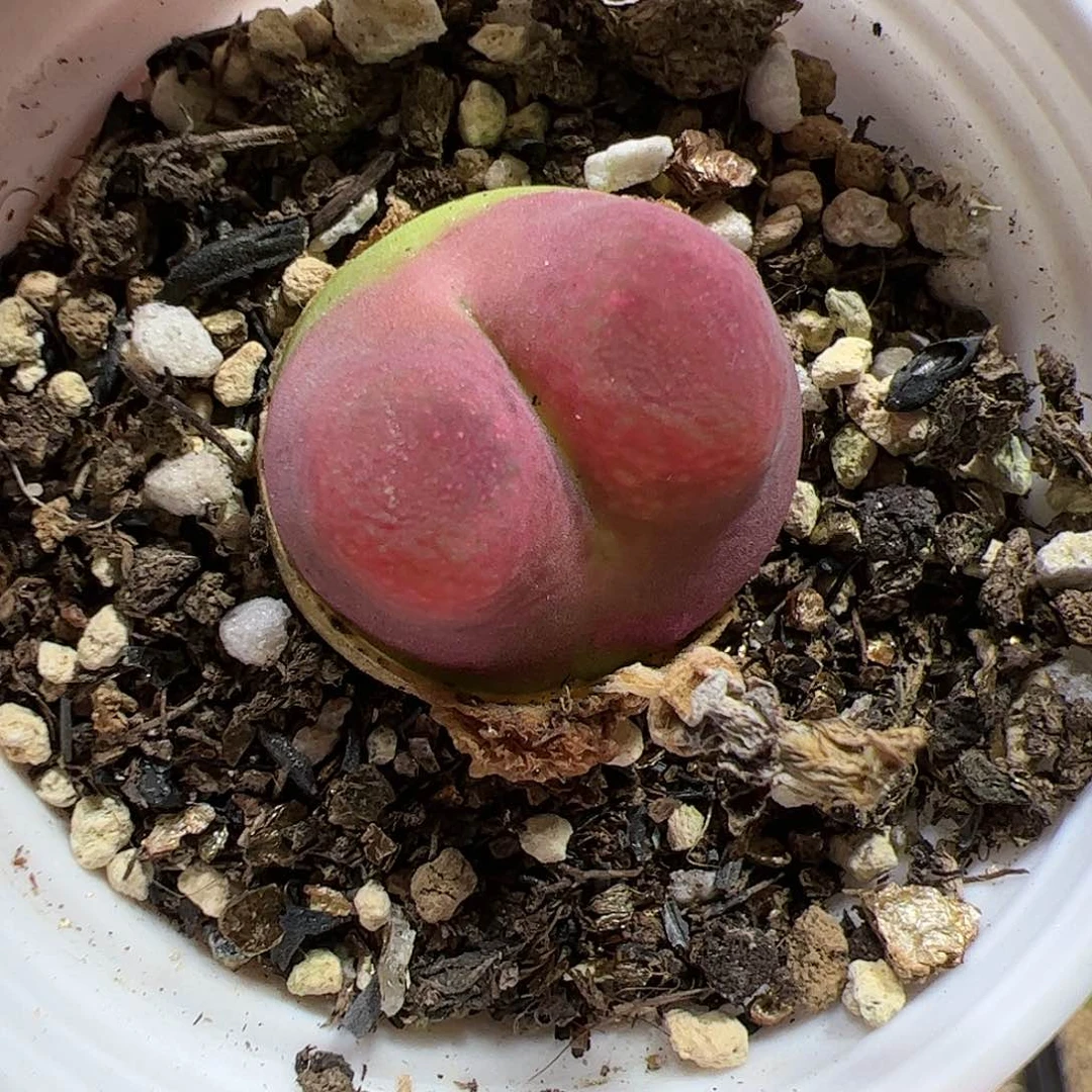 【闪购商品】363 带盆