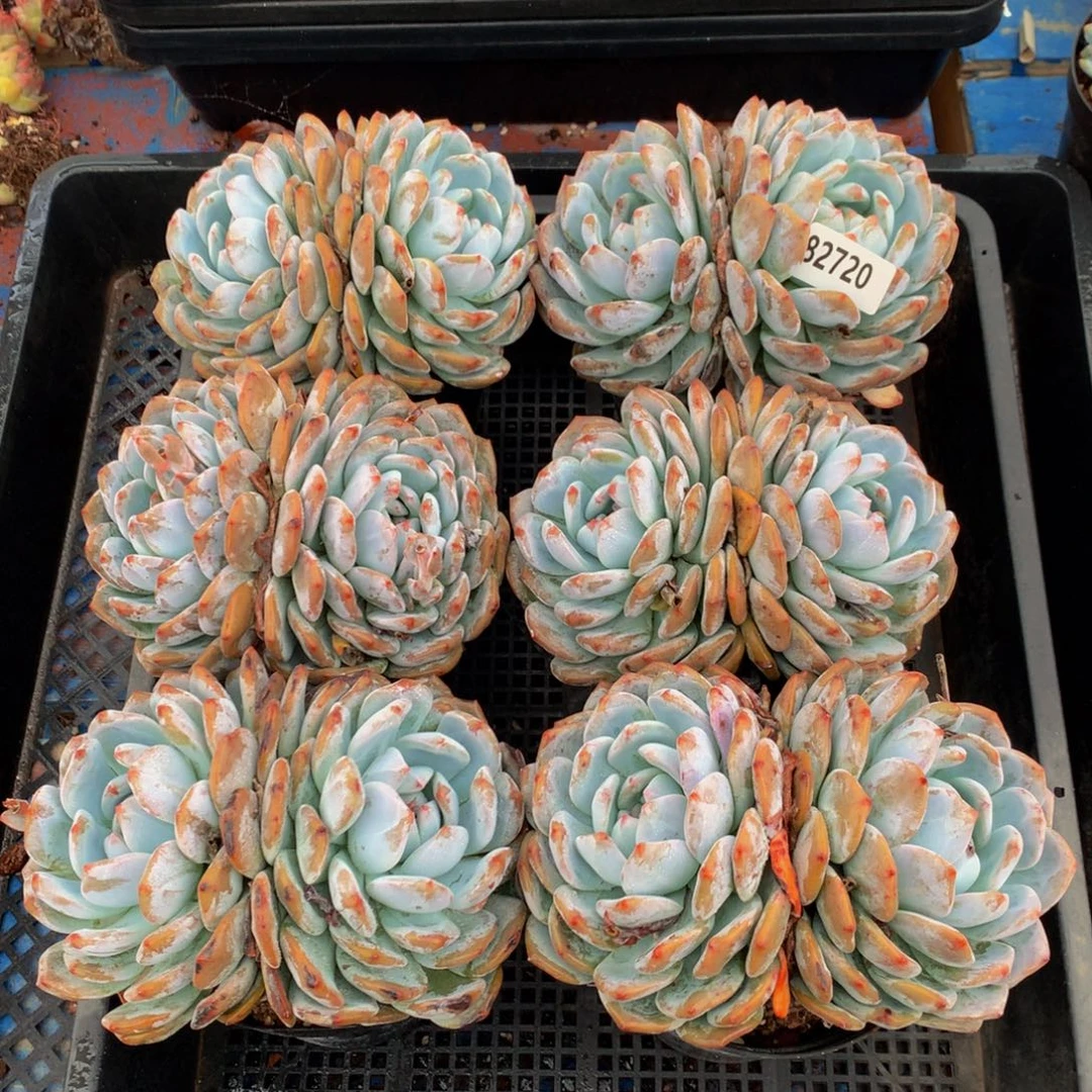 82720六个嗯嗯嗯嗯嗯嗯嗯好喜欢