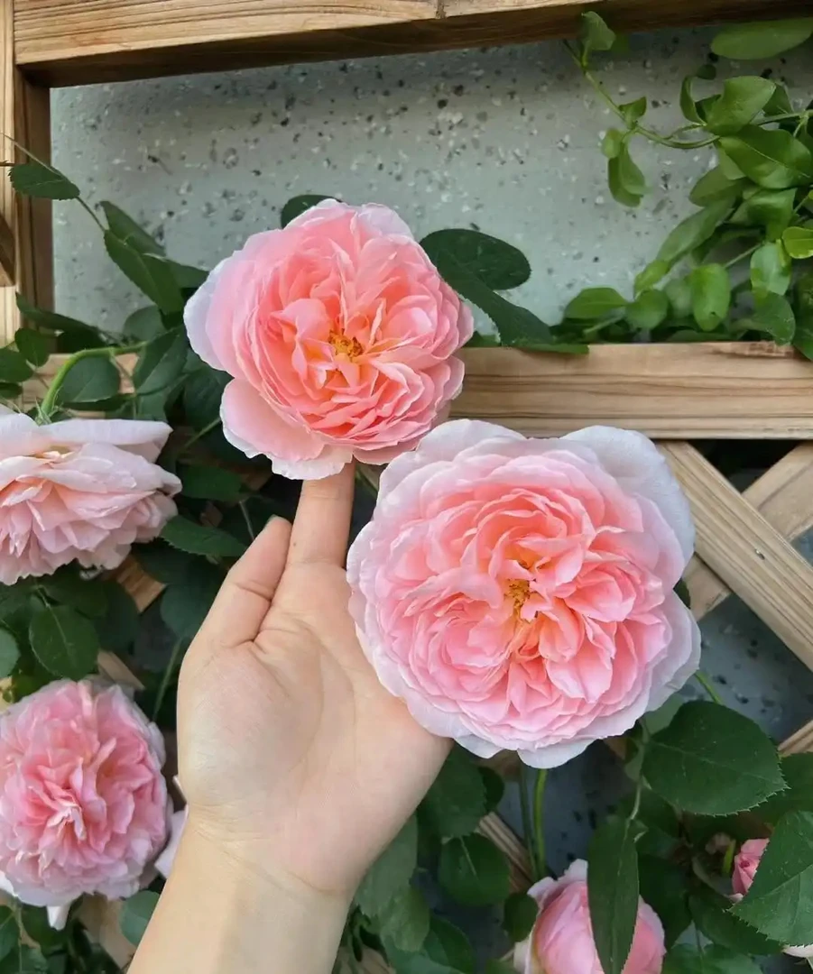 舍农索城堡的女人大花浓香型多季节开爬藤