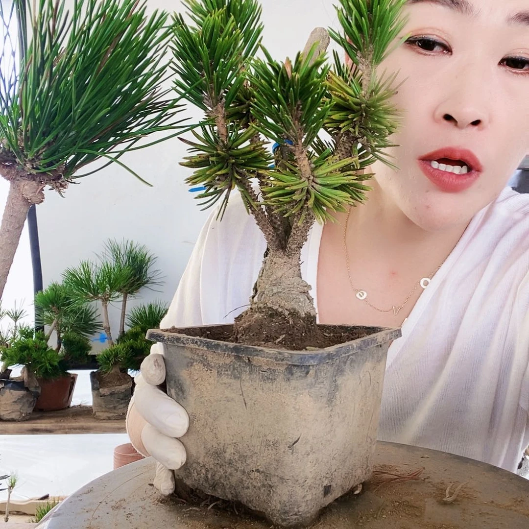无花朵植物形态多年生草本