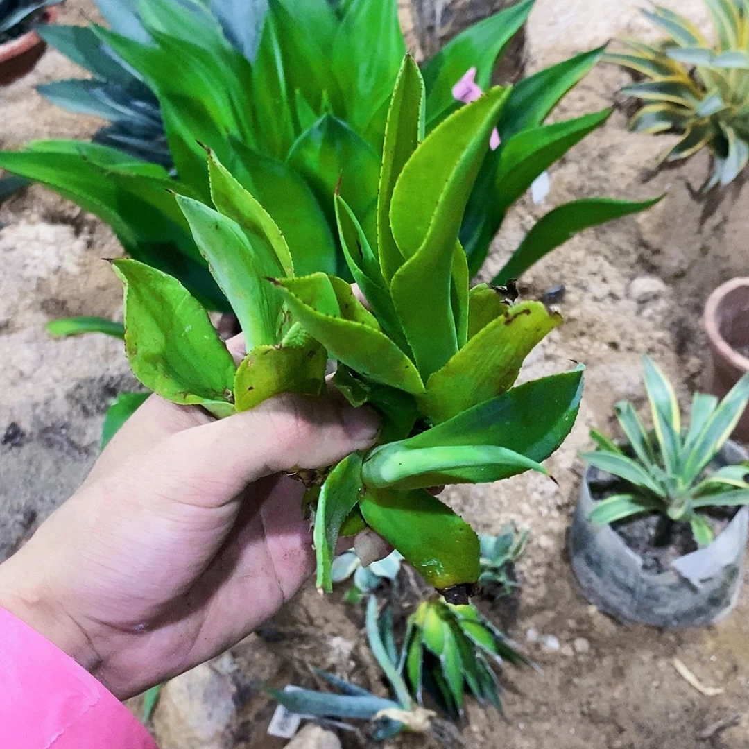 翡翠盘花剑苗3棵。