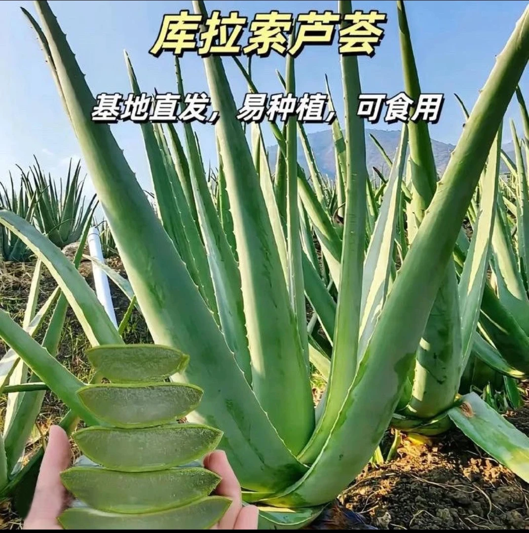 室内外盆栽食用护肤幼苗种植新鲜绿植绿植盆栽美容院灌肤补水