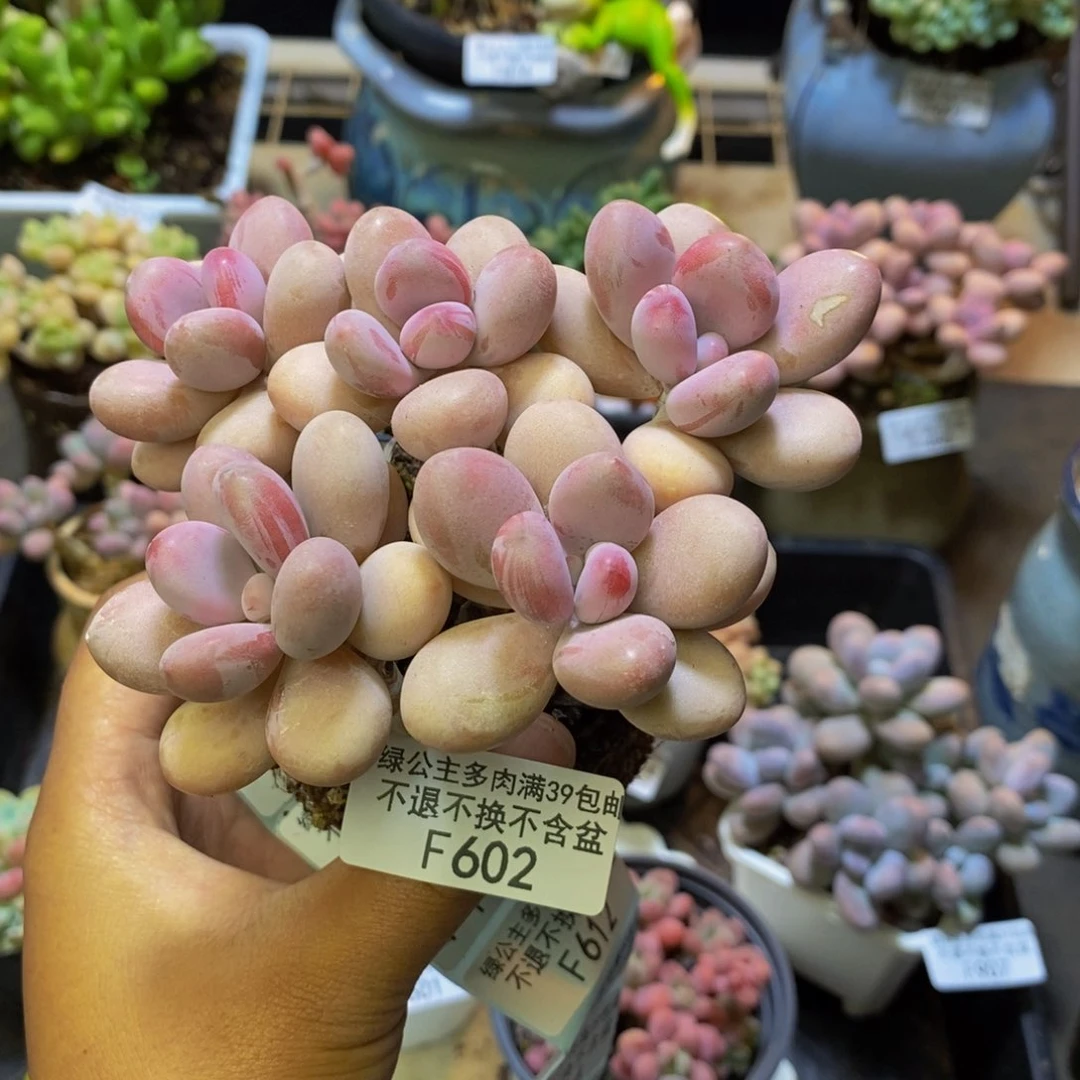 602糖果桃蛋多肉8cm